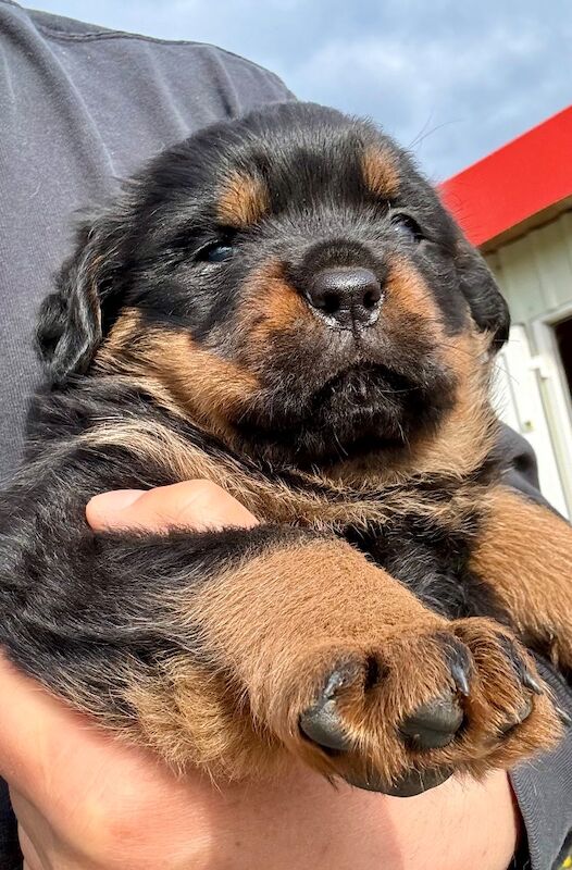 5-Generation Kennel Club Rottweiler Puppies – Elite Bloodlines, Exceptional Quality