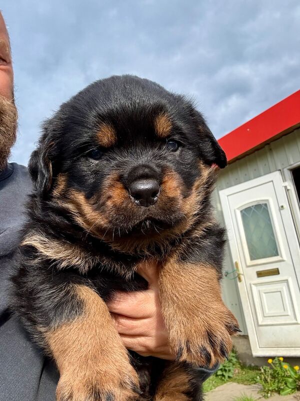 5-Generation Kennel Club Rottweiler Puppies – Elite Bloodlines, Exceptional Quality - Image 11 of 15