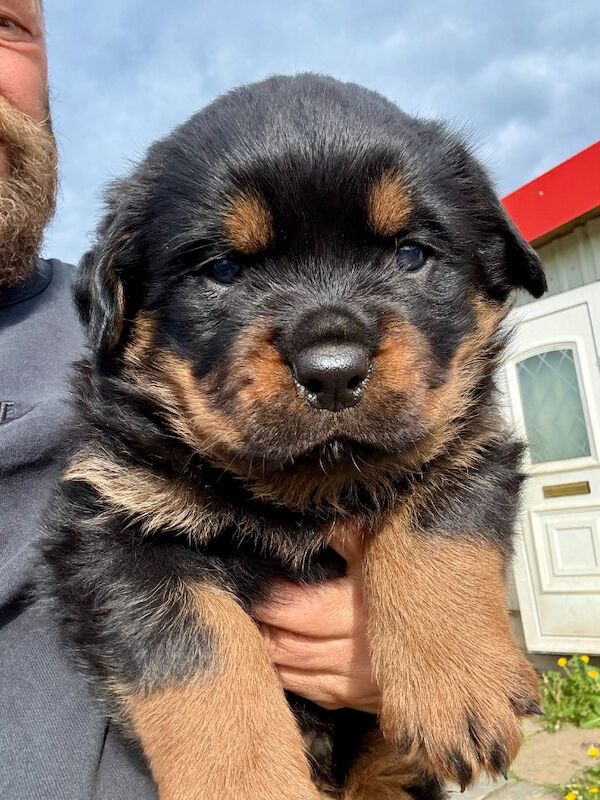 5-Generation Kennel Club Rottweiler Puppies – Elite Bloodlines, Exceptional Quality - Image 12 of 15