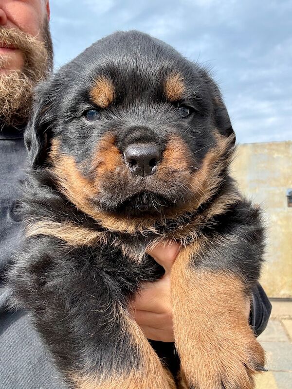 5-Generation Kennel Club Rottweiler Puppies – Elite Bloodlines, Exceptional Quality - Image 13 of 15