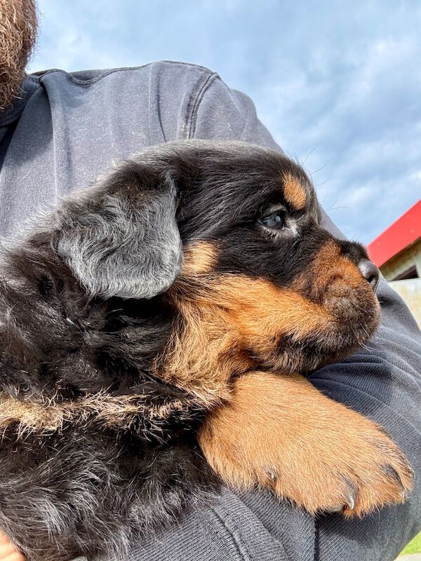 5-Generation Kennel Club Rottweiler Puppies – Elite Bloodlines, Exceptional Quality - Image 14 of 15