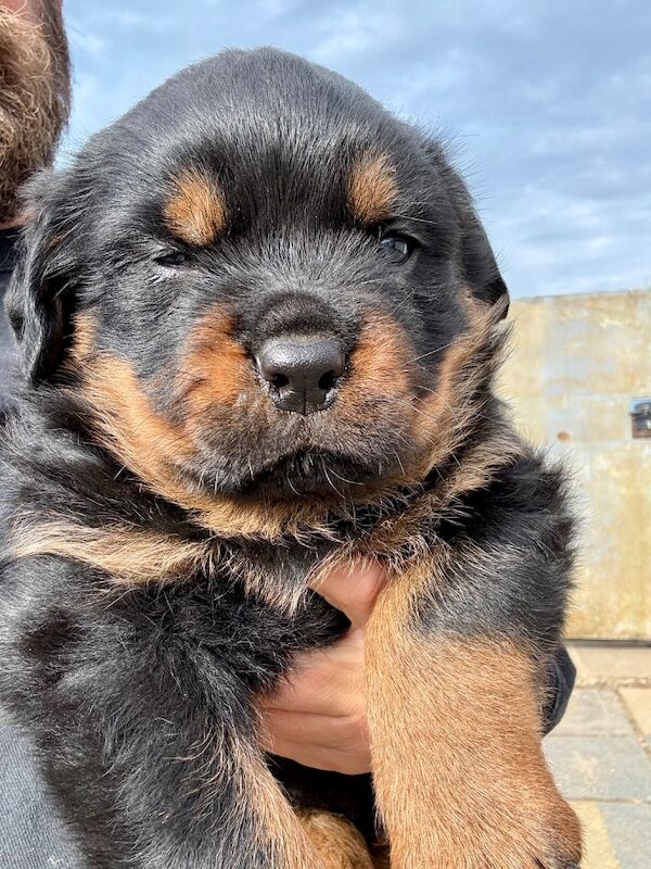 5-Generation Kennel Club Rottweiler Puppies – Elite Bloodlines, Exceptional Quality - Image 15 of 15