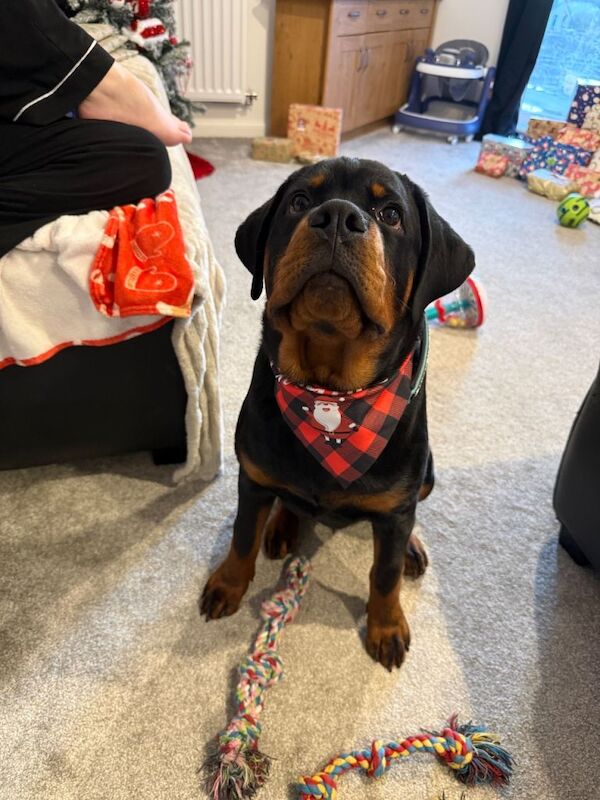 Rottweiler puppies for sale in Plympton, Devon – 6 months old