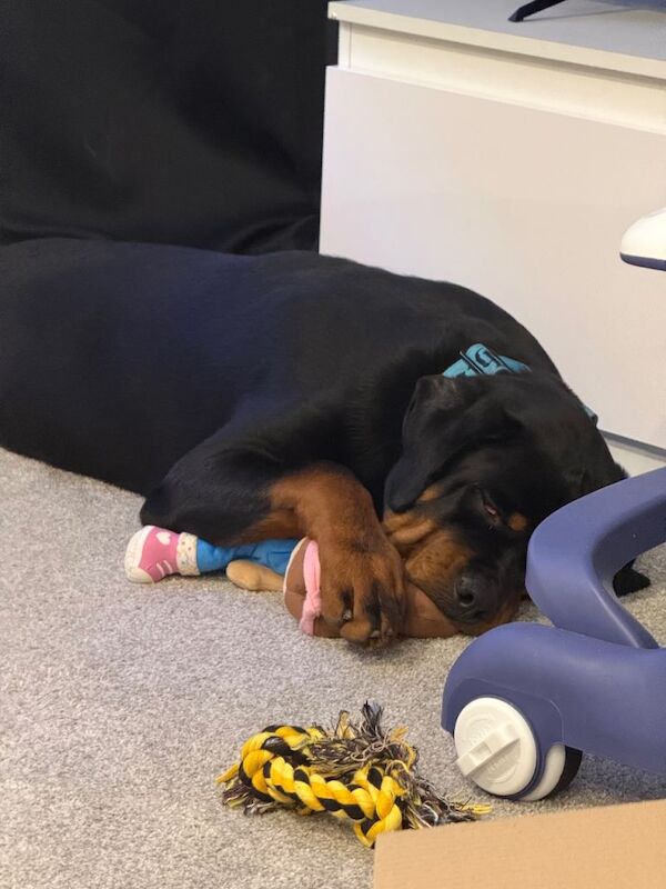 Rottweiler puppies for sale in Plympton, Devon – 6 months old - Image 2 of 5