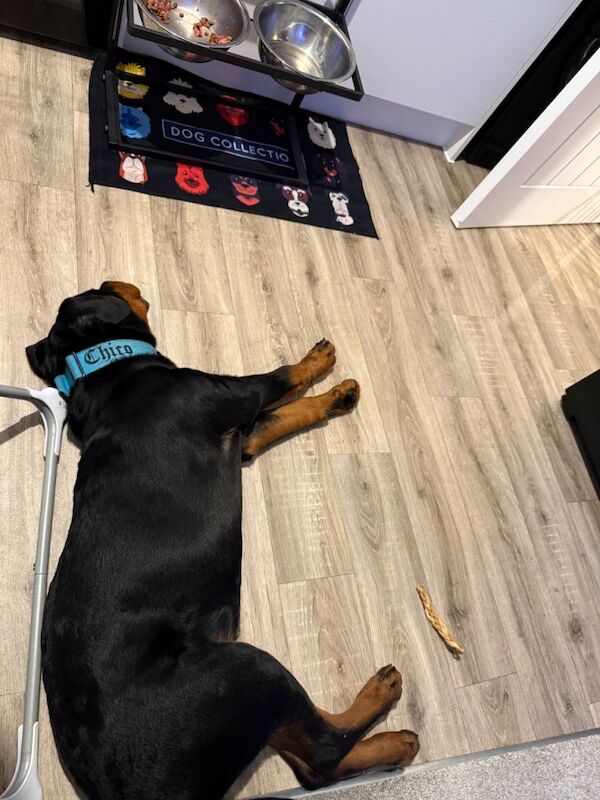 Rottweiler puppies for sale in Plympton, Devon – 6 months old - Image 3 of 5