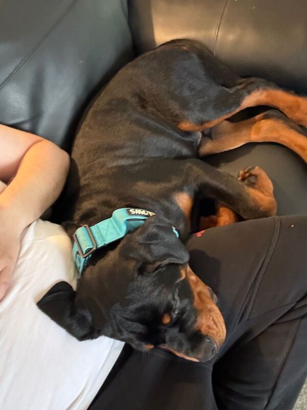 Rottweiler puppies for sale in Plympton, Devon – 6 months old - Image 4 of 5