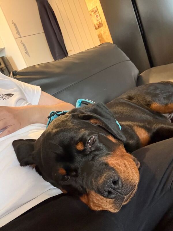 Rottweiler puppies for sale in Plympton, Devon – 6 months old - Image 5 of 5