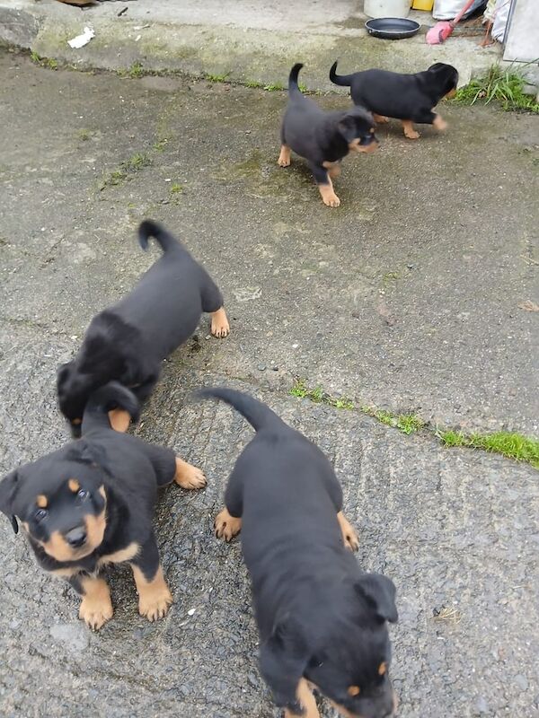 Rottweiler puppies for sale in Crossmaglen, County Armagh – 8 weeks old
