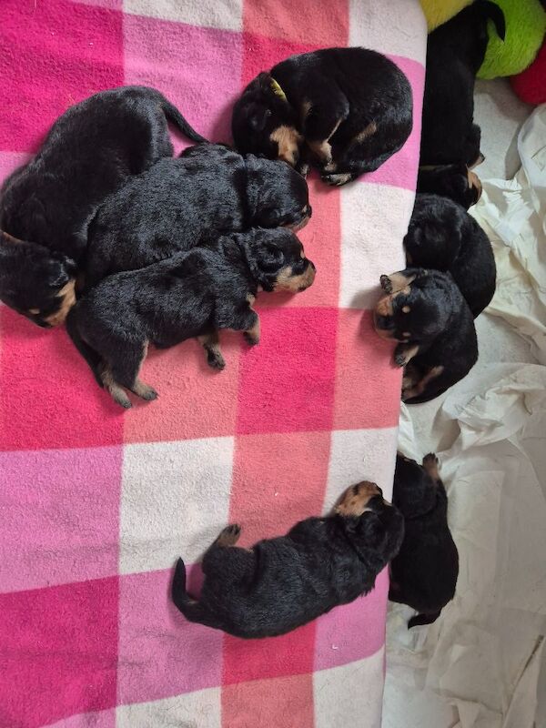 5* Rottweiler puppies - Image 5 of 8