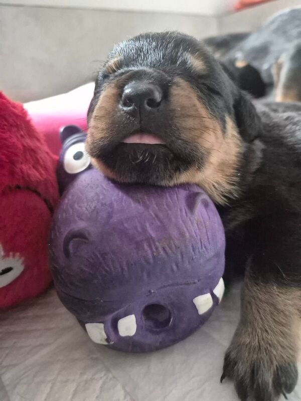 5* Rottweiler puppies - Image 6 of 8