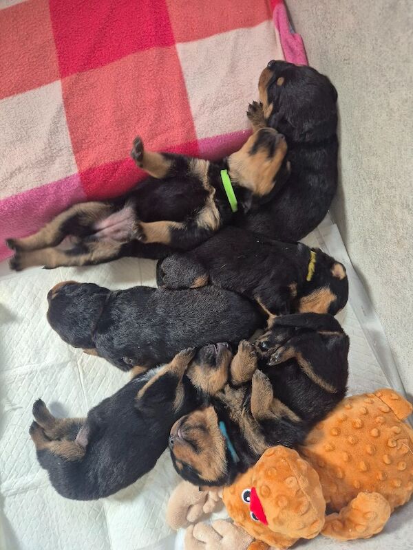 5* Rottweiler puppies - Image 7 of 8