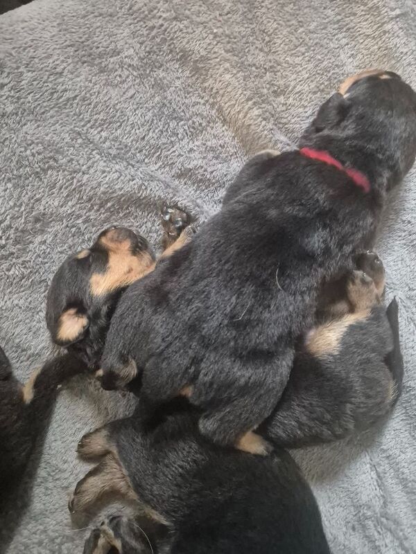 5* Rottweiler puppies - Image 8 of 8