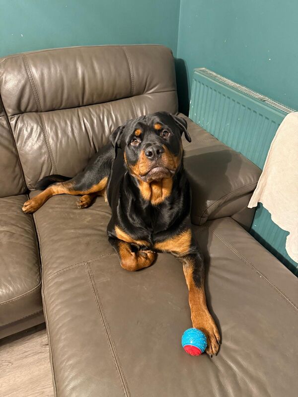 Rottweiler Dogs And Puppies For Adoption