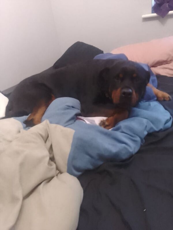 Rottweiler puppies for sale in Ashford, Kent – 5 years old - Image 2 of 3