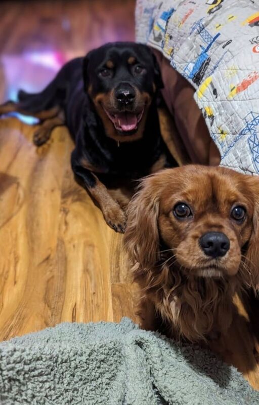Rottweiler puppies for sale in Ashford, Kent – 5 years old - Image 3 of 3