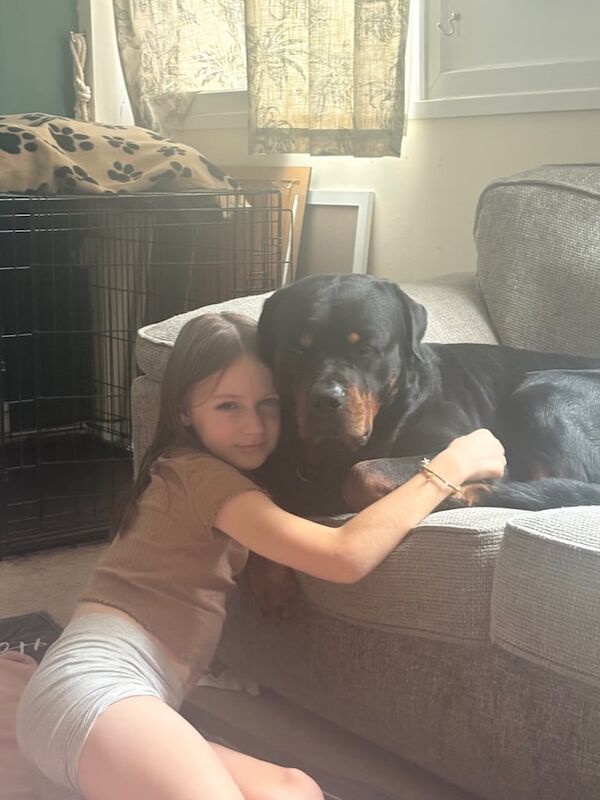 Rottweiler puppies for sale in Addlestone, Surrey – 5 years old - Image 2 of 3