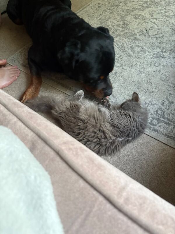 Rottweiler puppies for sale in Addlestone, Surrey – 5 years old - Image 3 of 3