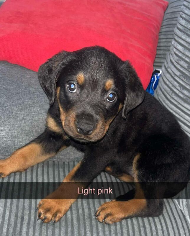 6 x rottweiler puppies ready for their forever homes for sale in Doncaster, South Yorkshire
