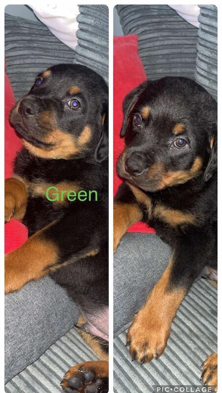 6 x rottweiler puppies ready for their forever homes for sale in Doncaster, South Yorkshire | Image 2