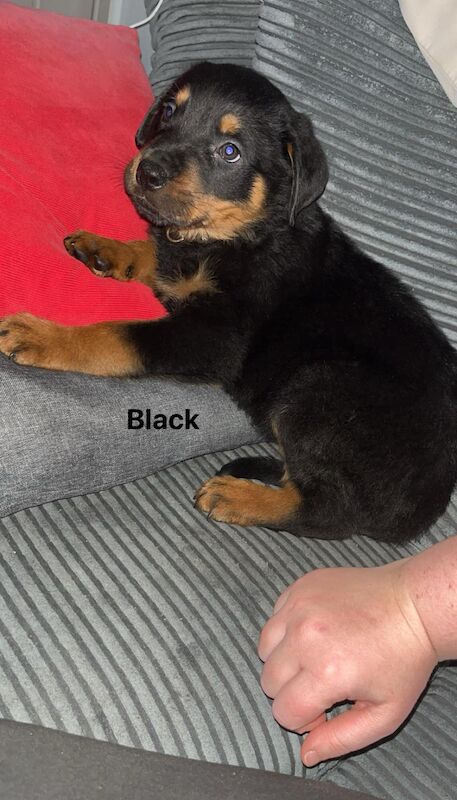 6 x rottweiler puppies ready for their forever homes for sale in Doncaster, South Yorkshire | Image 3