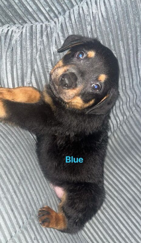6 x rottweiler puppies ready for their forever homes for sale in Doncaster, South Yorkshire | Image 4