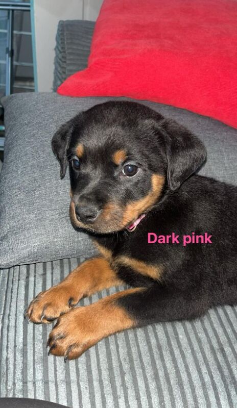 6 x rottweiler puppies ready for their forever homes for sale in Doncaster, South Yorkshire - Image 5