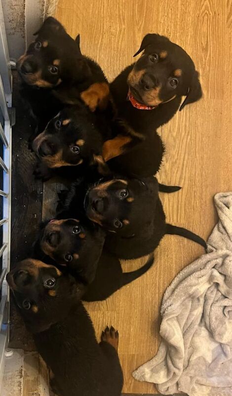 6 x rottweiler puppies ready for their forever homes for sale in Doncaster, South Yorkshire - Image 7