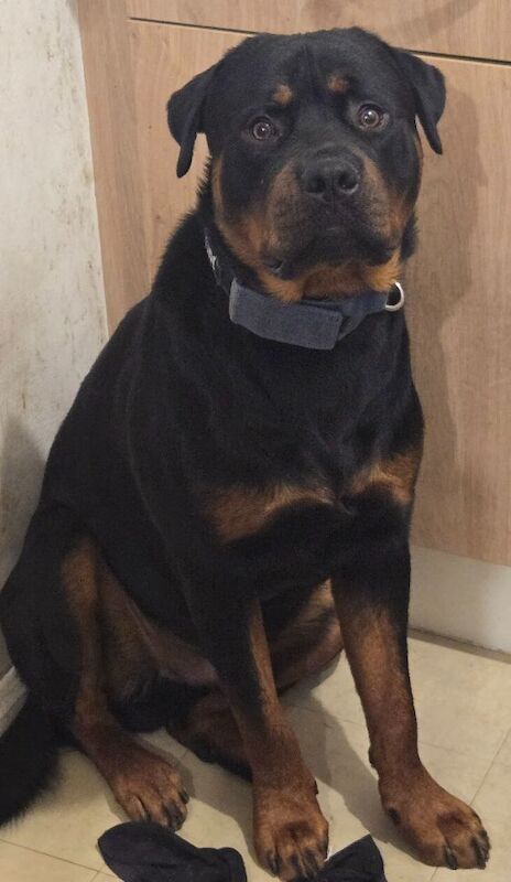 6 x rottweiler puppies ready for their forever homes for sale in Doncaster, South Yorkshire - Image 8