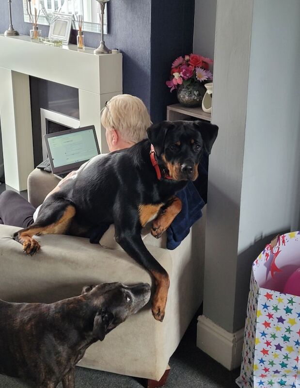 6 x rottweiler puppies ready for their forever homes for sale in Doncaster, South Yorkshire - Image 9