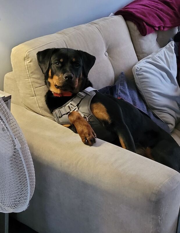6 x rottweiler puppies ready for their forever homes for sale in Doncaster, South Yorkshire - Image 10