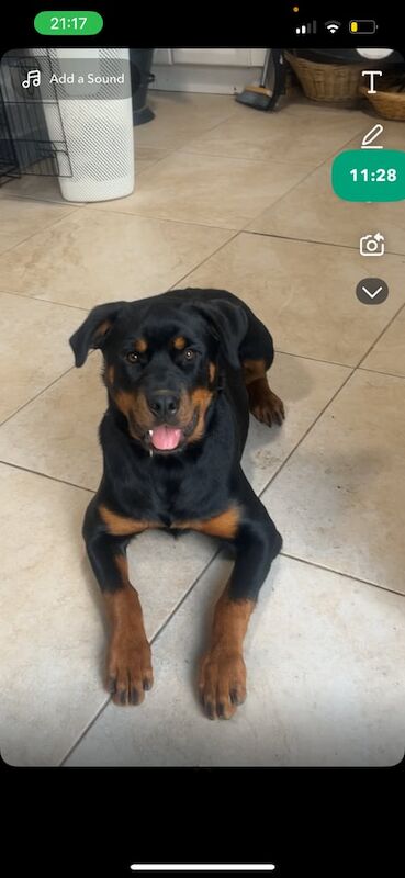 Rottweiler puppies for sale in Enniskillen, County Fermanagh – 7 months old
