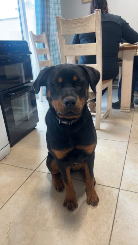Rottweiler puppies for sale in Enniskillen, County Fermanagh – 7 months old - Image 2 of 2