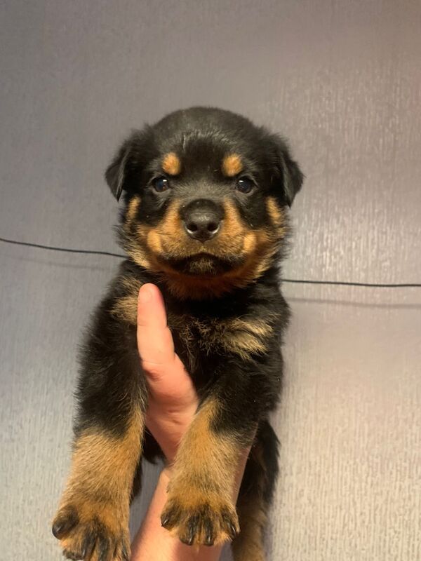 7 week old puppies for sale in Birmingham, West Midlands
