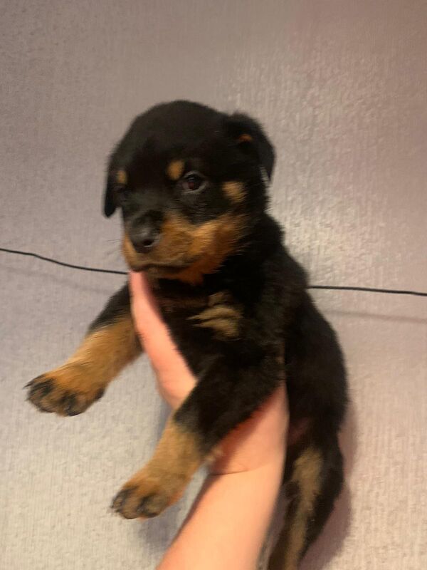 7 week old puppies for sale in Birmingham, West Midlands | Image 2