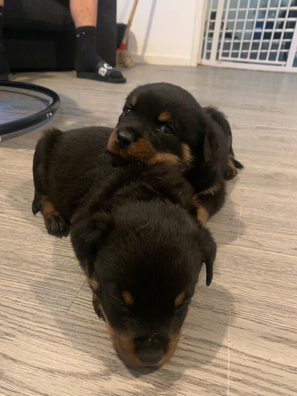 7 week old puppies for sale in Birmingham, West Midlands | Image 3