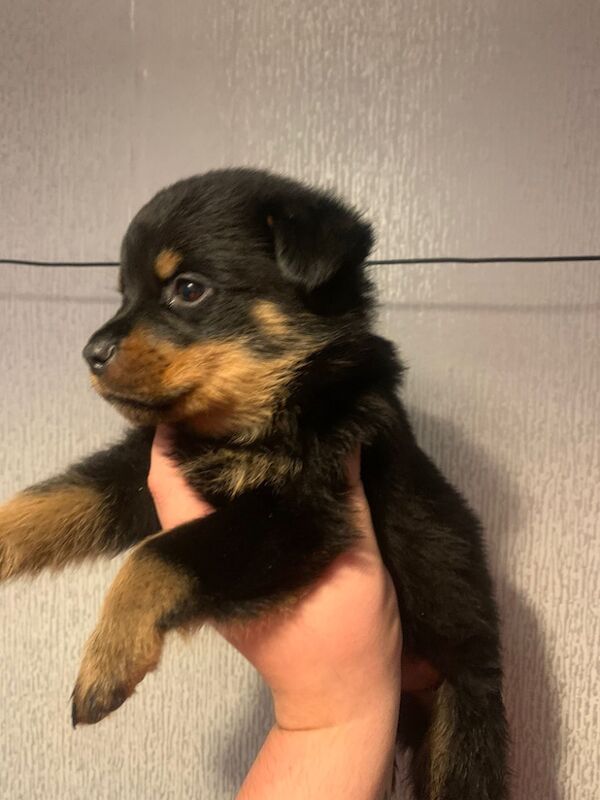 Rottweiler puppies for sale in Birmingham, West Midlands – 11 months old - Image 4 of 5