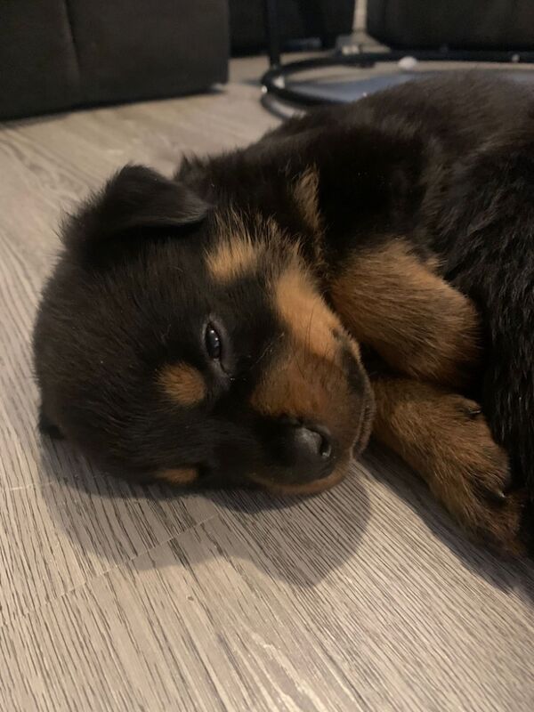 Rottweiler puppies for sale in Birmingham, West Midlands – 11 months old - Image 5 of 5