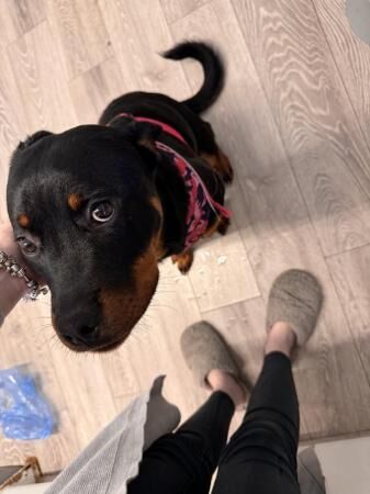 7.5 month old Rottweiler for sale in Portsmouth, Hampshire