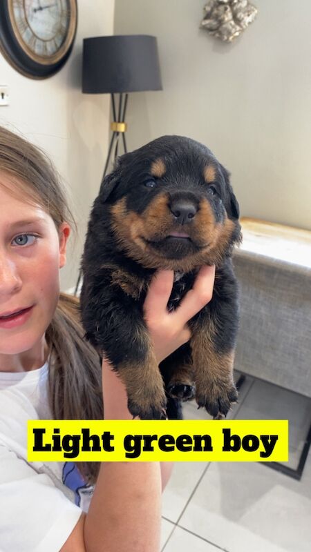 1 Rottweiler puppy left (girl) for sale in Barnsley, South Yorkshire - Image 6