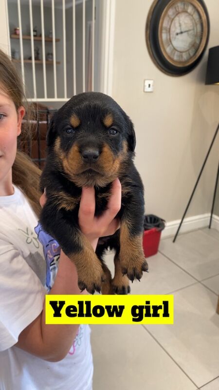 1 Rottweiler puppy left (girl) for sale in Barnsley, South Yorkshire - Image 7