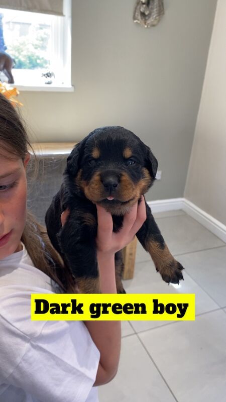 1 Rottweiler puppy left (girl) for sale in Barnsley, South Yorkshire - Image 8