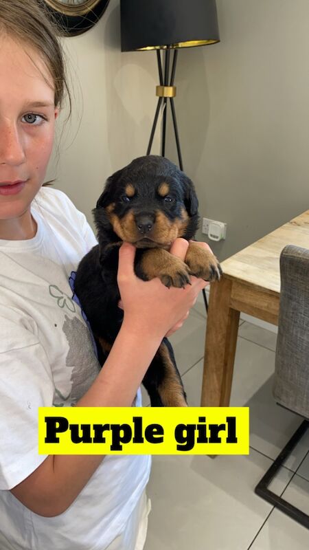 1 Rottweiler puppy left (girl) for sale in Barnsley, South Yorkshire - Image 9