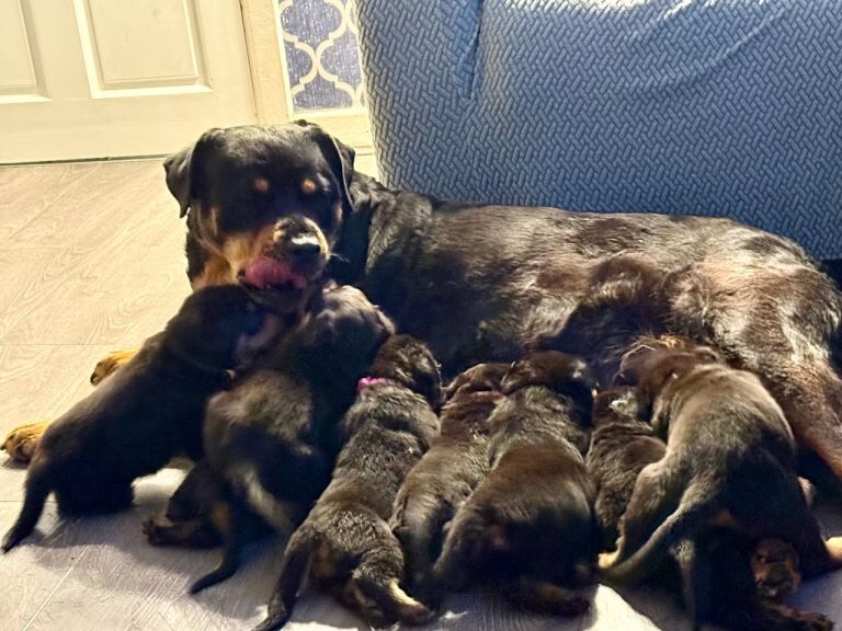 Rottweiler Puppies For Sale