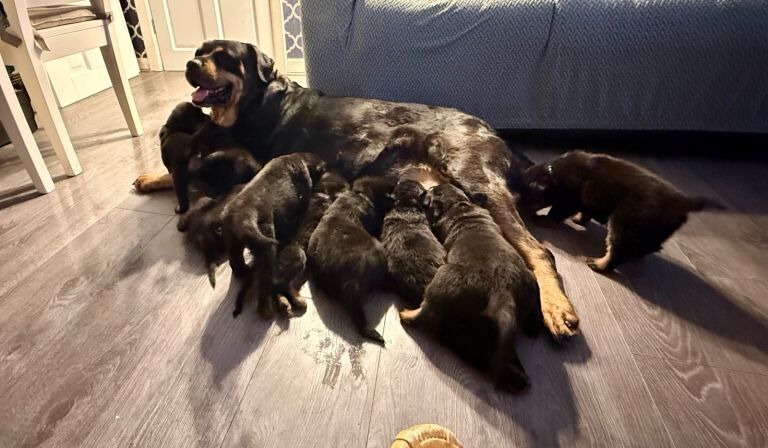 9 big chunky Rottweiler puppies - Image 2 of 3