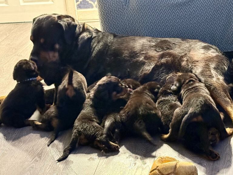 9 big chunky Rottweiler puppies - Image 3 of 3