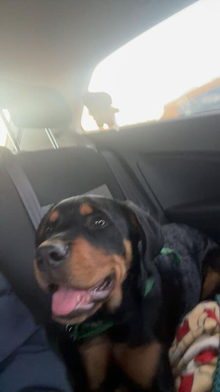 Rottweiler Puppies For Sale Under £1,000