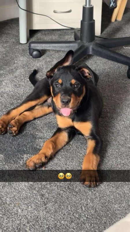 Rottweiler puppies for sale in New Rossington, South Yorkshire – 5 months old - Image 2 of 3