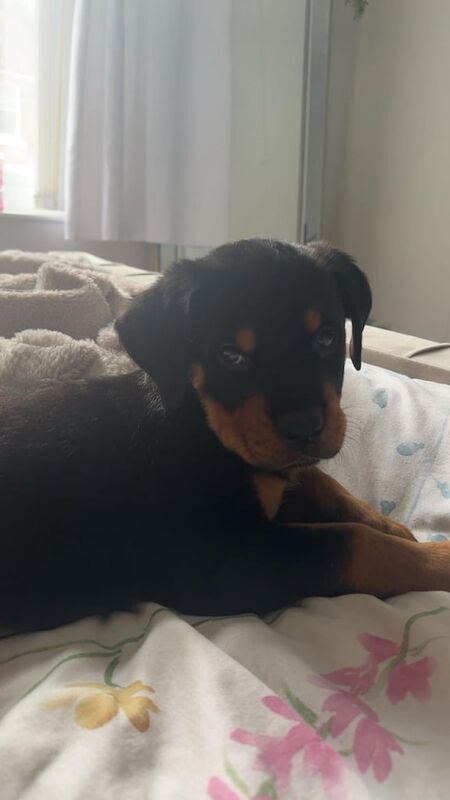 Rottweiler puppies for sale in New Rossington, South Yorkshire – 5 months old - Image 3 of 3