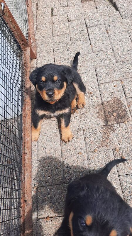 Adorable rottie pups available for sale in Ballymena, County Antrim