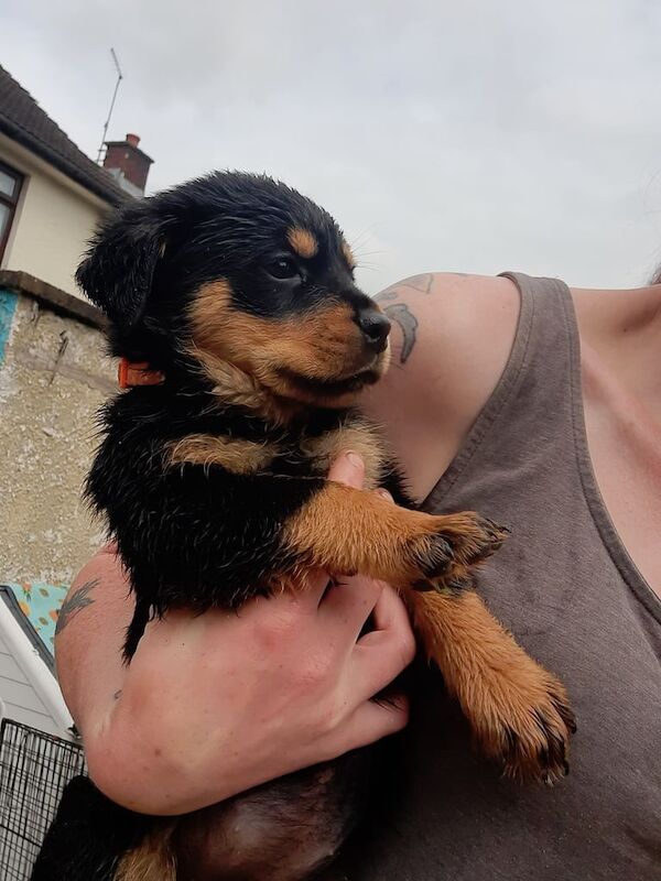 Adorable rottie pups available for sale in Ballymena, County Antrim | Image 2